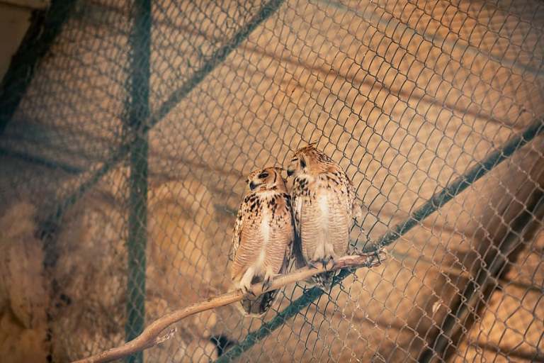 animals-avian-birds-cage.jpg