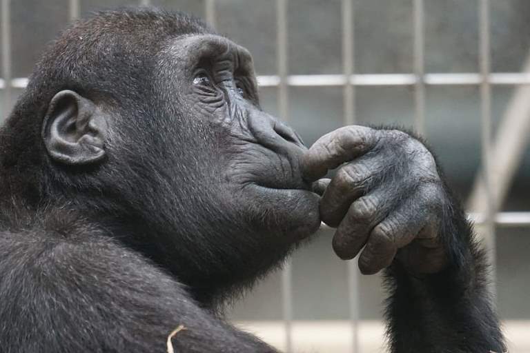animal-ape-black-chimp.jpg