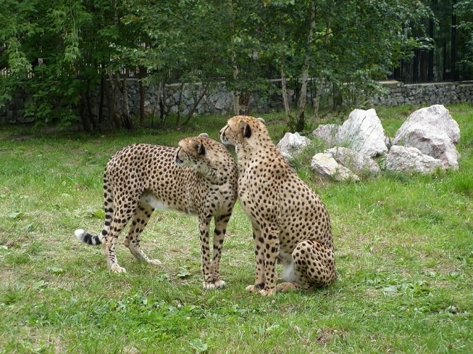 Зоопарк в Новосибирске - активный отдых