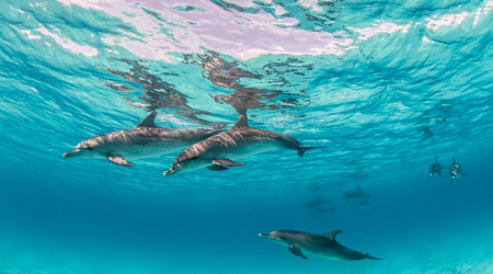 Как провести незабываемый день в дельфинарии в Адлере: советы для всей семьи