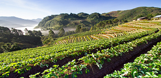 Фермерские рынки и эко‑продукты Сочи — где покупать натуральное