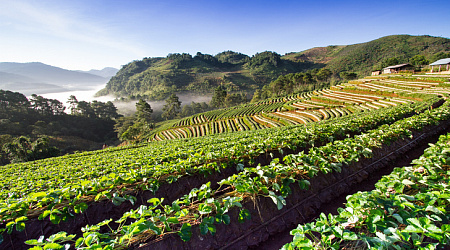 Фермерские рынки и эко‑продукты Сочи — где покупать натуральное