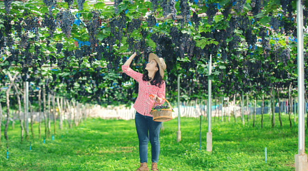 Винный тур по Краснодарскому краю (часть 2)