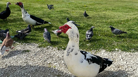 Орнитологический парк в Сириусе — бесплатный отдых на природе