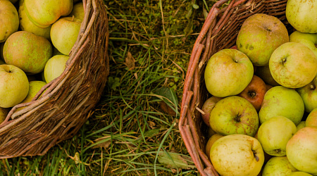Регионы России, где выращивают самые вкусные яблоки