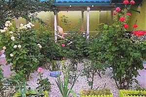 Отели Евпатории с размещением с животными, "Зеленый дворик" с размещением с животными - фото