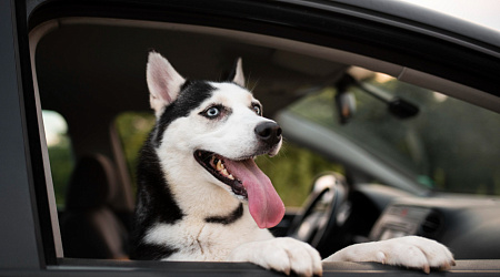 Поездка с животными