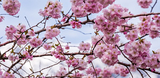 Отдых в Сочи весной — что посмотреть и где остановиться