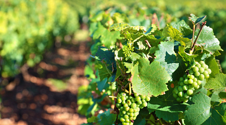 Винный тур по Краснодарскому краю (часть 1)