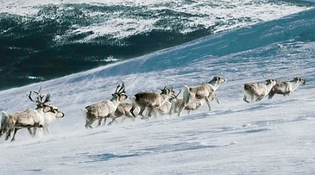 Северные олени Ямала: интересные факты