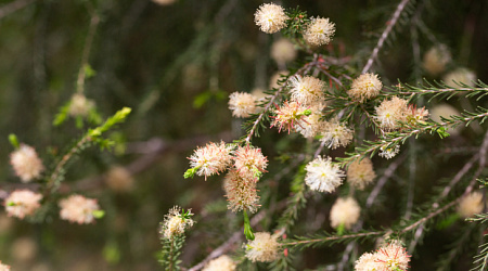 10 цветущих деревьев в Сочи, которые стоит увидеть