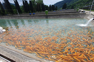 Форелевое хозяйство "Адлер"