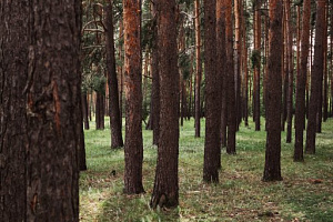 Базы отдыха Пензы в лесу, "Домик58" в лесу - цены